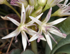 Allium anceps