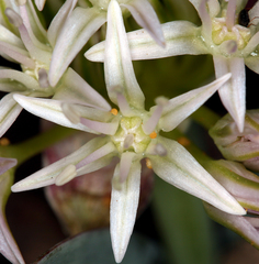 Allium anceps