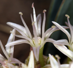 Allium anceps