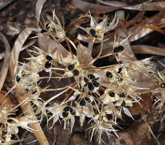 Allium anceps