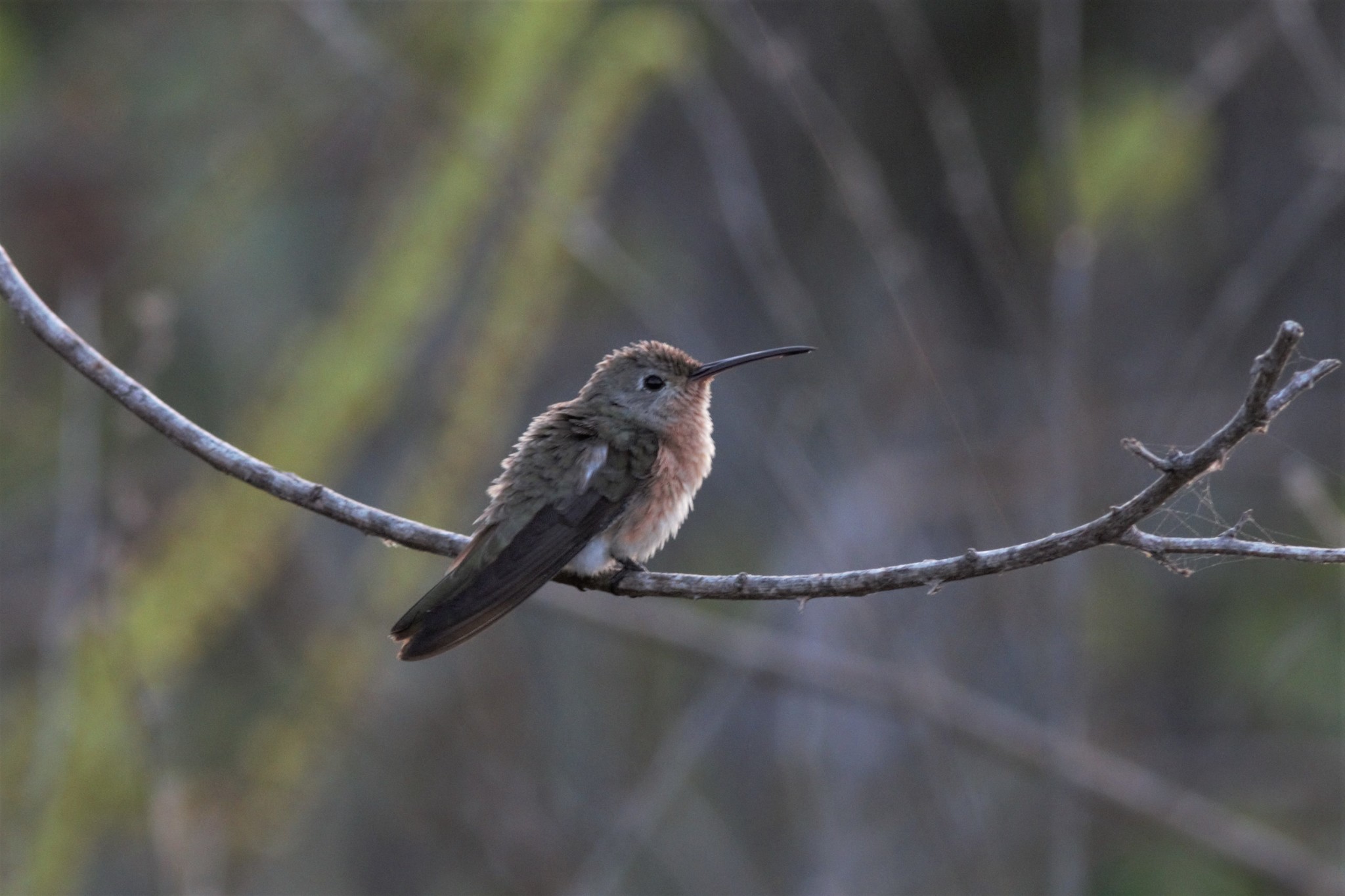 Buffy Hummingbird (Leucippus fallax), photo 10