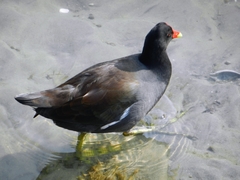 Gallinula