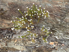 Phylica debilis debilis