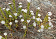 Phylica debilis debilis
