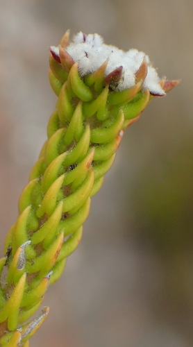 Image of Phylica debilis by (c) Nicola van Berkel, some rights reserved (CC BY-SA)