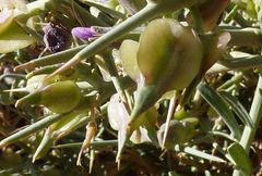 Zilla macroptera