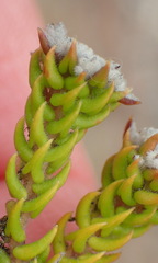 Phylica debilis debilis