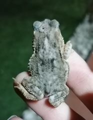 Rhinella diptycha