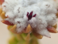 Phylica debilis debilis