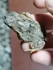 Rhinella diptycha