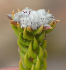 Phylica debilis debilis