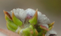 Phylica debilis debilis