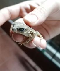 Rhinella diptycha