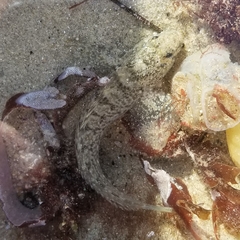 Hypsoblennius gilberti