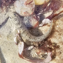 Hypsoblennius gilberti