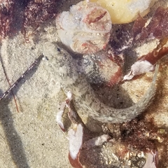 Hypsoblennius gilberti