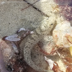 Hypsoblennius gilberti