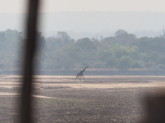 Giraffa camelopardalis thornicrofti
