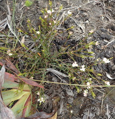 Lachnaea burchellii