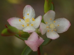 Lachnaea burchellii