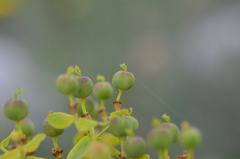 Euphorbia lamprocarpa