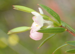 Lachnaea burchellii