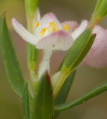 Lachnaea burchellii