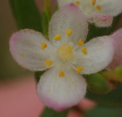 Lachnaea burchellii