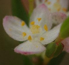 Lachnaea burchellii