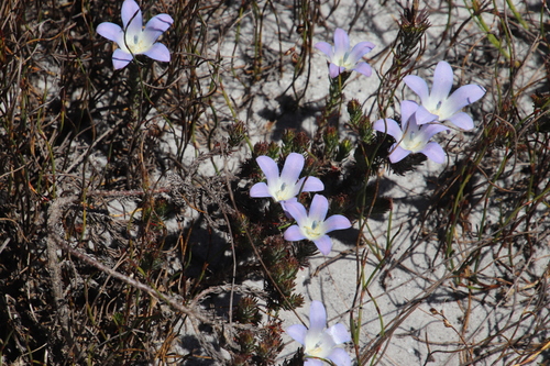 Image of Roella prostrata by (c) Tony Rebelo, some rights reserved (CC BY-SA)
