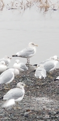 Larus argentatus image
