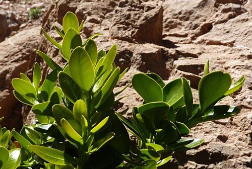 Buxus balearica image