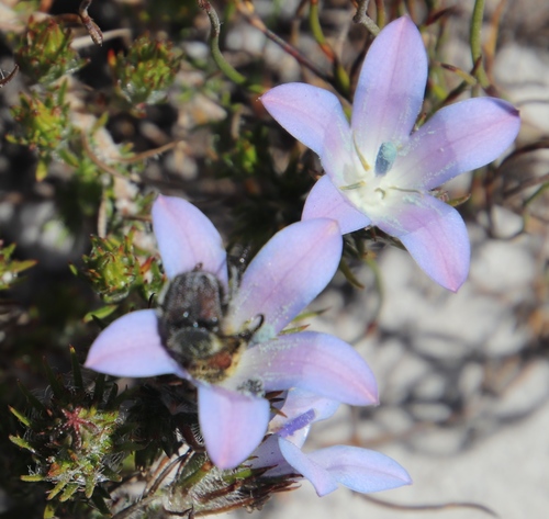 Image of Roella prostrata by (c) Tony Rebelo, some rights reserved (CC BY-SA)