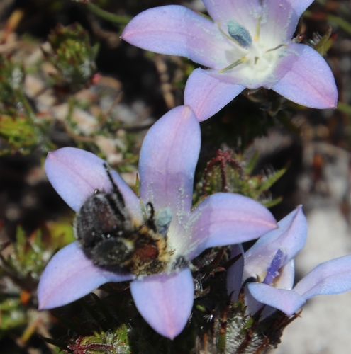 Image of Roella prostrata by (c) Tony Rebelo, some rights reserved (CC BY-SA)
