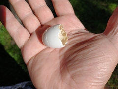 Patagioenas picazuro