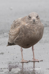 Larus argentatus