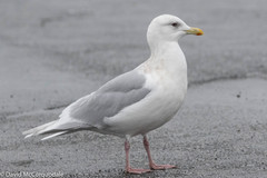 Larus glaucoides