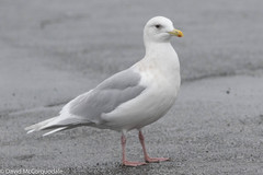 Larus glaucoides