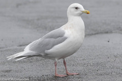 Larus glaucoides