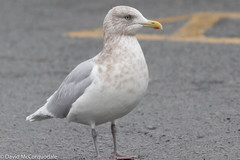 Larus glaucoides