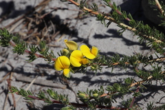 Aspalathus linguiloba