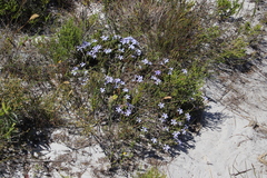Roella prostrata