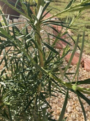 Podocarpus macrophyllus maki