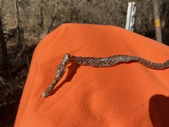 Pantherophis spiloides