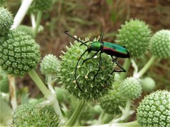 Chrysoprasis aurigena