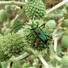 Chrysoprasis aurigena