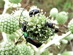 Chrysoprasis aurigena