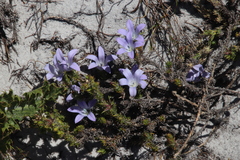 Roella prostrata