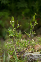 Cardamine umbellata