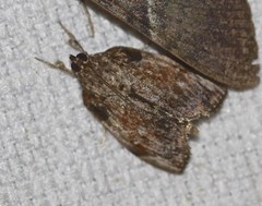 Crocidolomia suffusalis